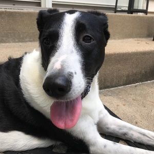 Meet your Posher, Sydney